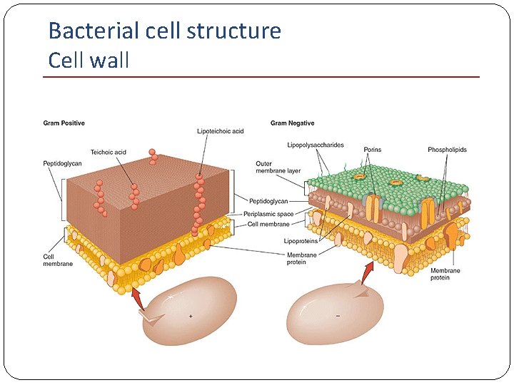 Bacterial cell structure Cell wall 