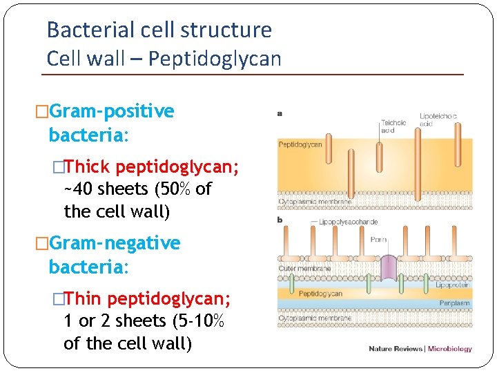 Bacterial cell structure Cell wall – Peptidoglycan �Gram-positive bacteria: �Thick peptidoglycan; ~40 sheets (50%