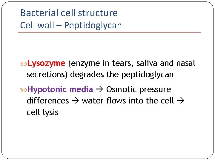 Bacterial cell structure Cell wall – Peptidoglycan Lysozyme (enzyme in tears, saliva and nasal