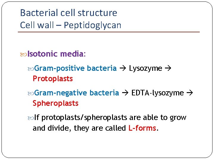 Bacterial cell structure Cell wall – Peptidoglycan Isotonic media: Gram-positive bacteria Lysozyme Protoplasts Gram-negative