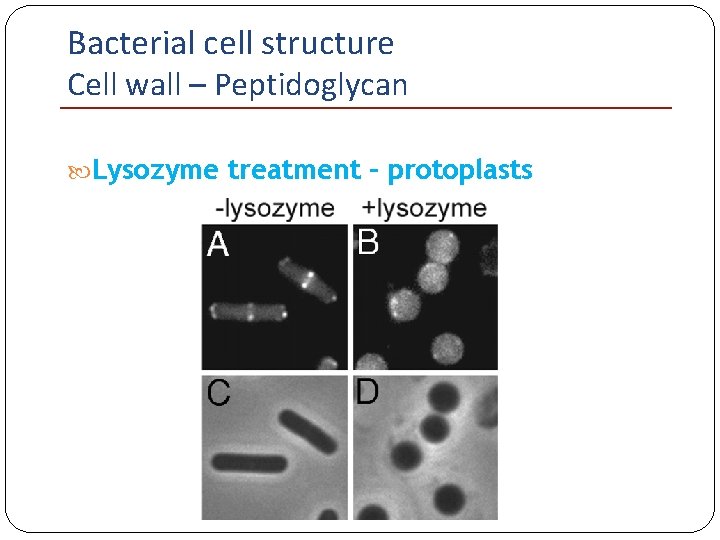 Bacterial cell structure Cell wall – Peptidoglycan Lysozyme treatment – protoplasts 
