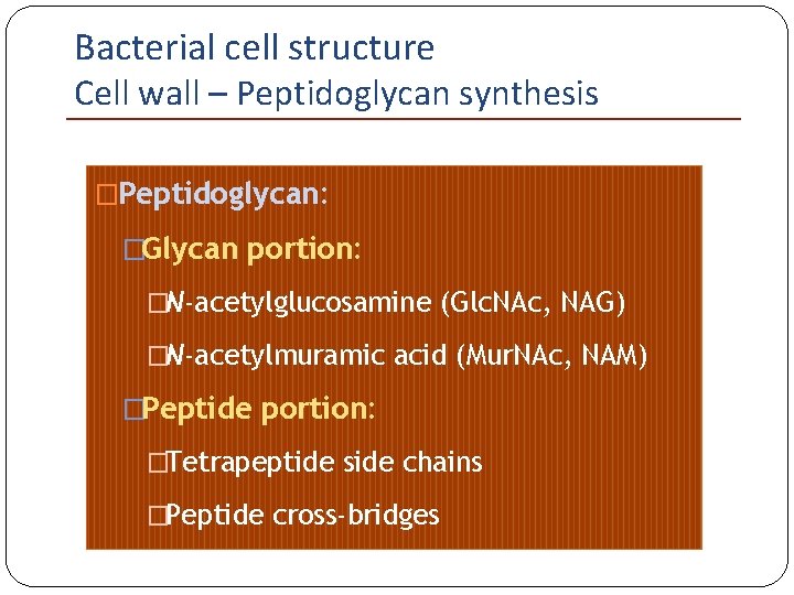 Bacterial cell structure Cell wall – Peptidoglycan synthesis �Peptidoglycan: �Glycan portion: �N-acetylglucosamine (Glc. NAc,