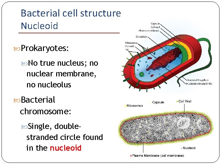 Bacterial cell structure Nucleoid Prokaryotes: No true nucleus; no nuclear membrane, no nucleolus Bacterial