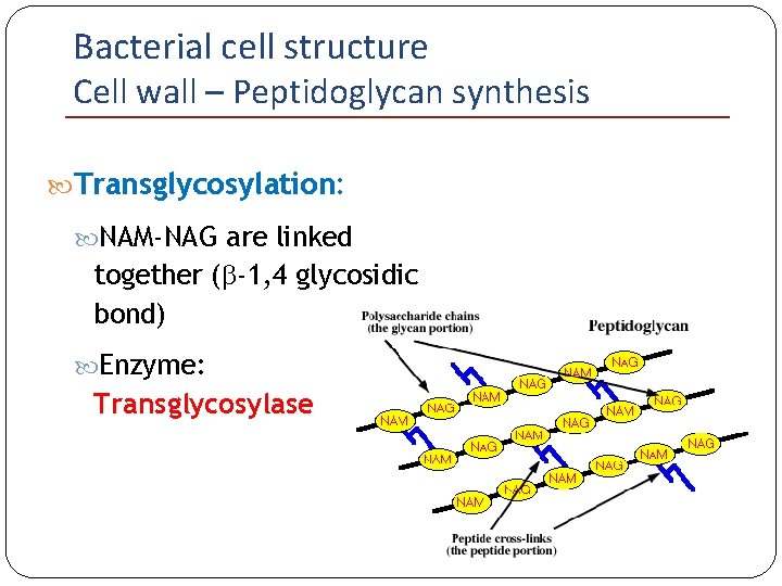 Bacterial cell structure Cell wall – Peptidoglycan synthesis Transglycosylation: NAM-NAG are linked together (b-1,