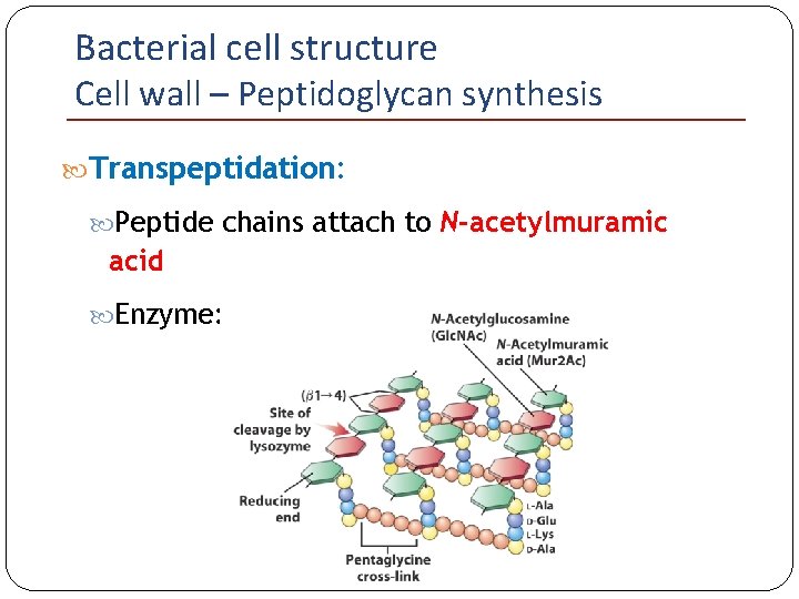 Bacterial cell structure Cell wall – Peptidoglycan synthesis Transpeptidation: Peptide chains attach to N-acetylmuramic