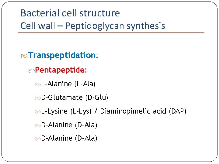 Bacterial cell structure Cell wall – Peptidoglycan synthesis Transpeptidation: Pentapeptide: L-Alanine (L-Ala) D-Glutamate (D-Glu)