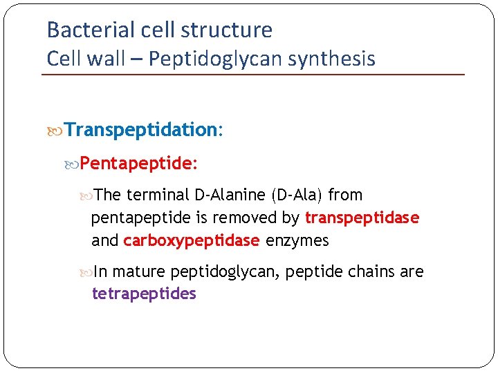 Bacterial cell structure Cell wall – Peptidoglycan synthesis Transpeptidation: Pentapeptide: The terminal D-Alanine (D-Ala)