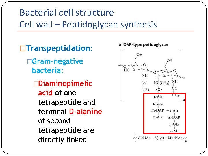 Bacterial cell structure Cell wall – Peptidoglycan synthesis �Transpeptidation: �Gram-negative bacteria: �Diaminopimelic acid of