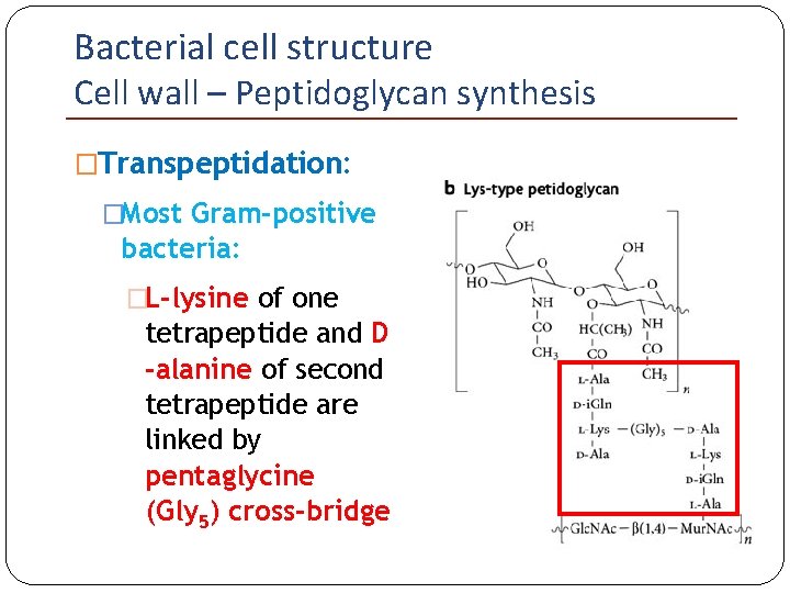 Bacterial cell structure Cell wall – Peptidoglycan synthesis �Transpeptidation: �Most Gram-positive bacteria: �L-lysine of