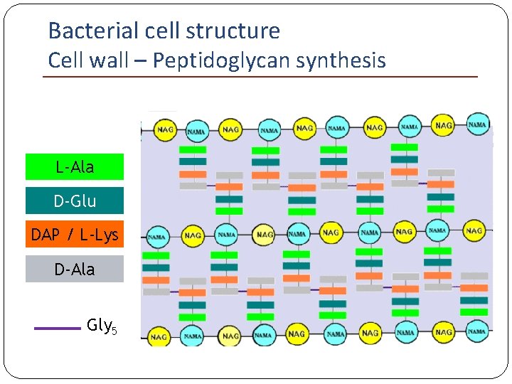 Bacterial cell structure Cell wall – Peptidoglycan synthesis L-Ala D-Glu DAP / L-Lys D-Ala