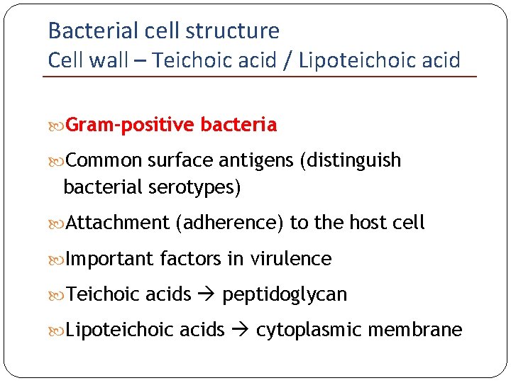 Bacterial cell structure Cell wall – Teichoic acid / Lipoteichoic acid Gram-positive bacteria Common