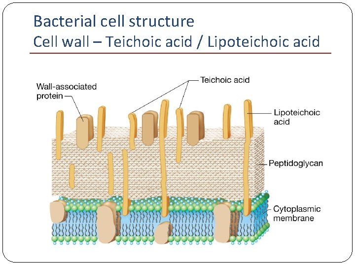 Bacterial cell structure Cell wall – Teichoic acid / Lipoteichoic acid 