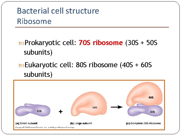Bacterial cell structure Ribosome Prokaryotic cell: 70 S ribosome (30 S + 50 S