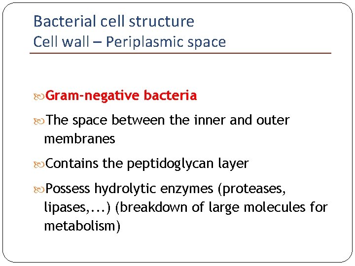 Bacterial cell structure Cell wall – Periplasmic space Gram-negative bacteria The space between the