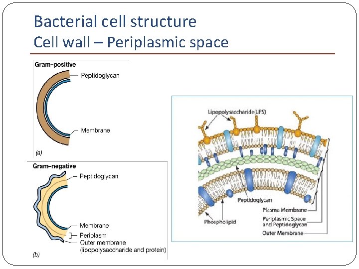 Bacterial cell structure Cell wall – Periplasmic space 
