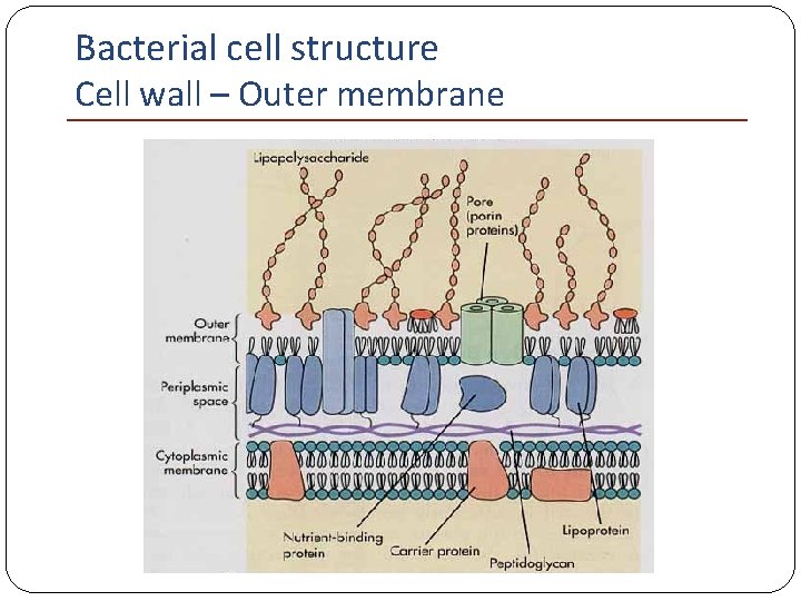 Bacterial cell structure Cell wall – Outer membrane 