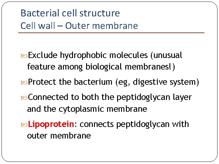 Bacterial cell structure Cell wall – Outer membrane Exclude hydrophobic molecules (unusual feature among