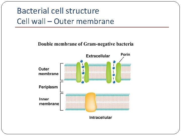 Bacterial cell structure Cell wall – Outer membrane 