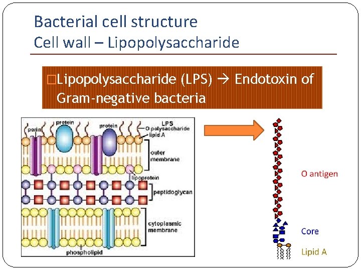 Bacterial cell structure Cell wall – Lipopolysaccharide �Lipopolysaccharide (LPS) Endotoxin of Gram-negative bacteria 