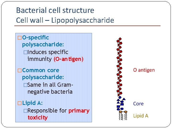 Bacterial cell structure Cell wall – Lipopolysaccharide � O-specific polysaccharide: �Induces specific immunity (O-antigen)