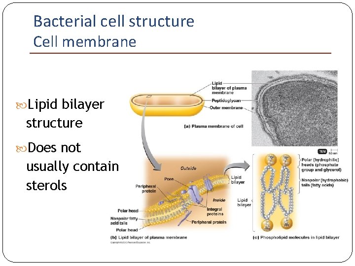 Bacterial cell structure Cell membrane Lipid bilayer structure Does not usually contain sterols 