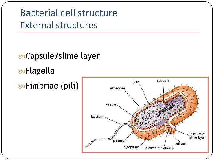 Bacterial cell structure External structures Capsule/slime layer Flagella Fimbriae (pili) 