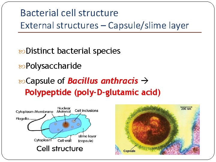 Bacterial cell structure External structures – Capsule/slime layer Distinct bacterial species Polysaccharide Capsule of