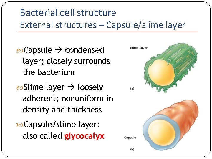 Bacterial cell structure External structures – Capsule/slime layer Capsule condensed layer; closely surrounds the