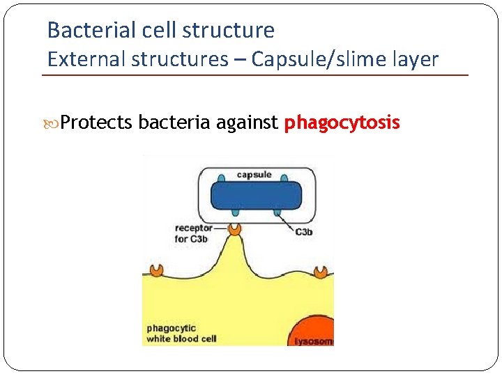 Bacterial cell structure External structures – Capsule/slime layer Protects bacteria against phagocytosis 