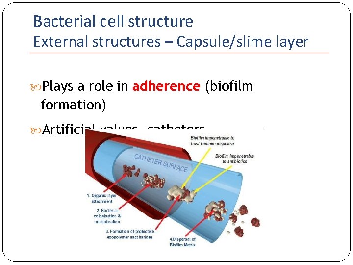 Bacterial cell structure External structures – Capsule/slime layer Plays a role in adherence (biofilm