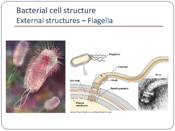 Bacterial cell structure External structures – Flagella 