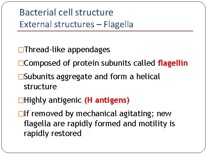 Bacterial cell structure External structures – Flagella �Thread-like appendages �Composed of protein subunits called
