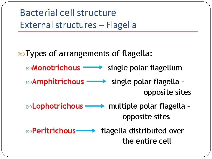 Bacterial cell structure External structures – Flagella Types of arrangements of flagella: Monotrichous single