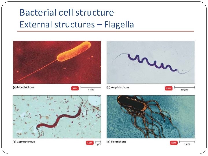 Bacterial cell structure External structures – Flagella 