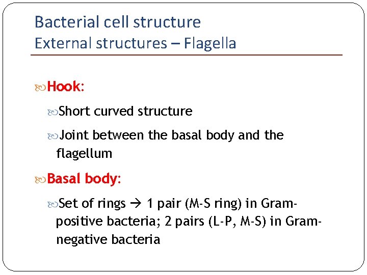 Bacterial cell structure External structures – Flagella Hook: Short curved structure Joint between the