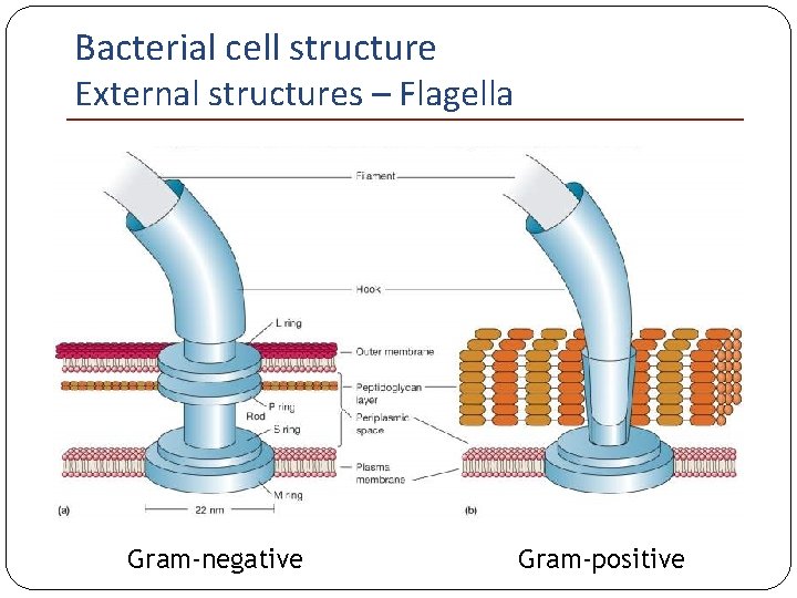 Bacterial cell structure External structures – Flagella Gram-negative Gram-positive 