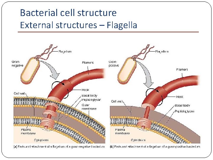 Bacterial cell structure External structures – Flagella 