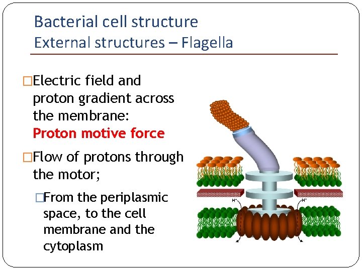 Bacterial cell structure External structures – Flagella �Electric field and proton gradient across the