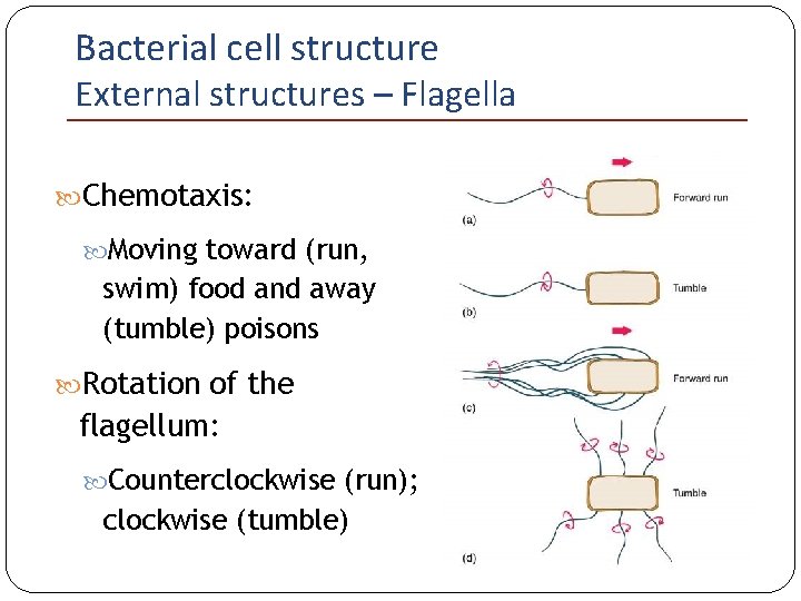 Bacterial cell structure External structures – Flagella Chemotaxis: Moving toward (run, swim) food and