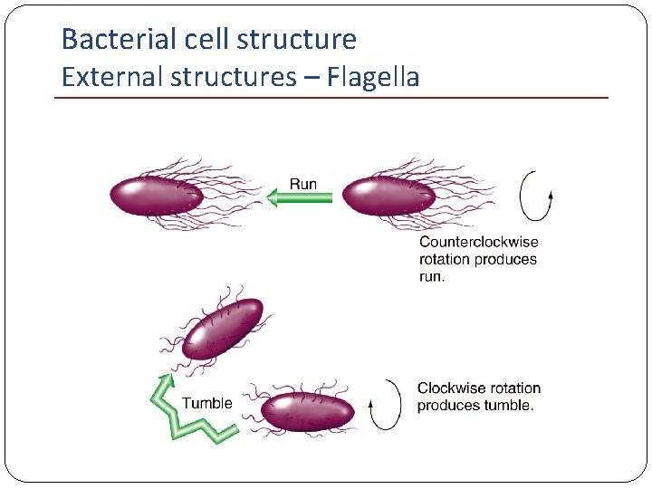 Bacterial cell structure External structures – Flagella 