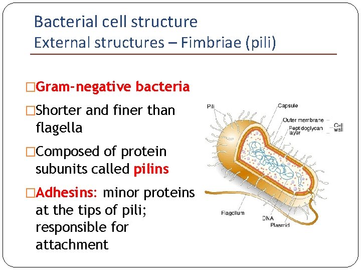 Bacterial cell structure External structures – Fimbriae (pili) �Gram-negative bacteria �Shorter and finer than