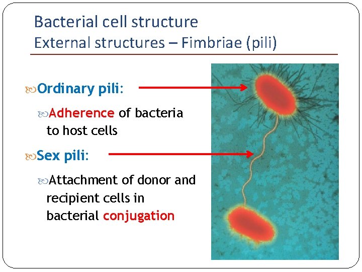 Bacterial cell structure External structures – Fimbriae (pili) Ordinary pili: Adherence of bacteria to
