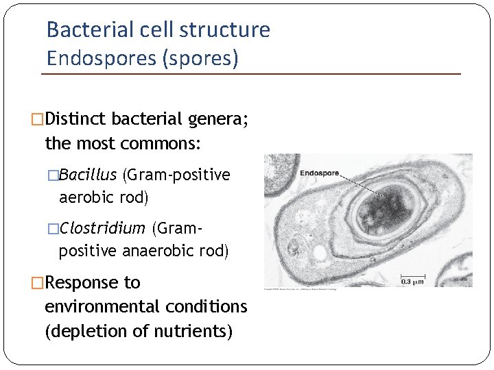 Bacterial cell structure Endospores (spores) �Distinct bacterial genera; the most commons: �Bacillus (Gram-positive aerobic