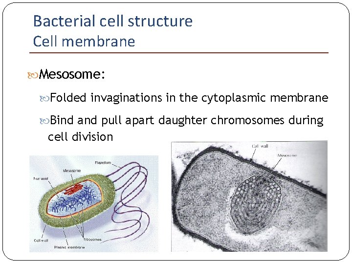 Bacterial cell structure Cell membrane Mesosome: Folded invaginations in the cytoplasmic membrane Bind and