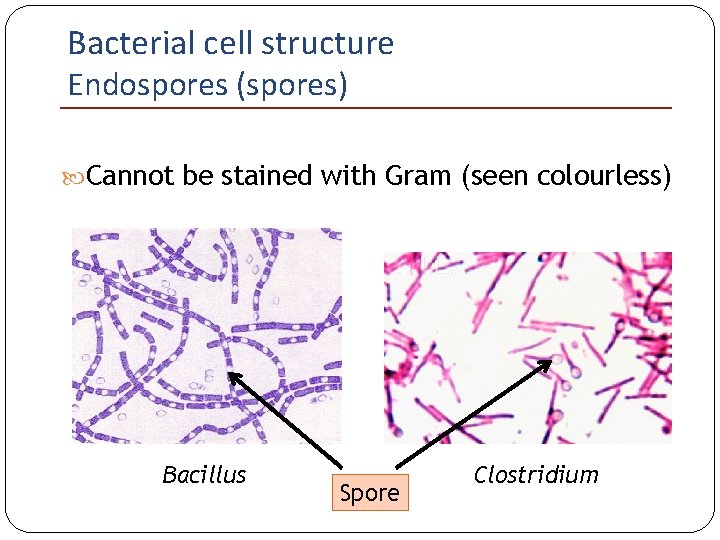 Bacterial cell structure Endospores (spores) Cannot be stained with Gram (seen colourless) Bacillus Spore