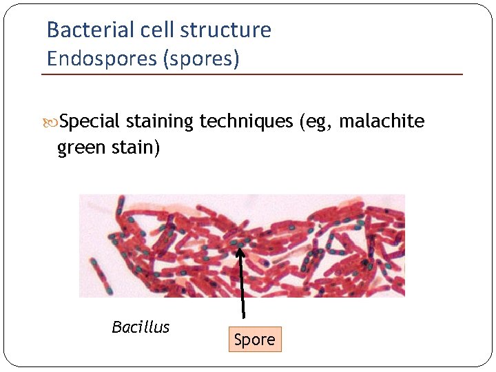 Bacterial cell structure Endospores (spores) Special staining techniques (eg, malachite green stain) Bacillus Spore
