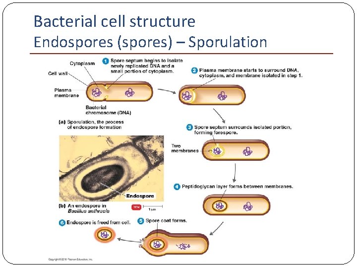 Bacterial cell structure Endospores (spores) – Sporulation 