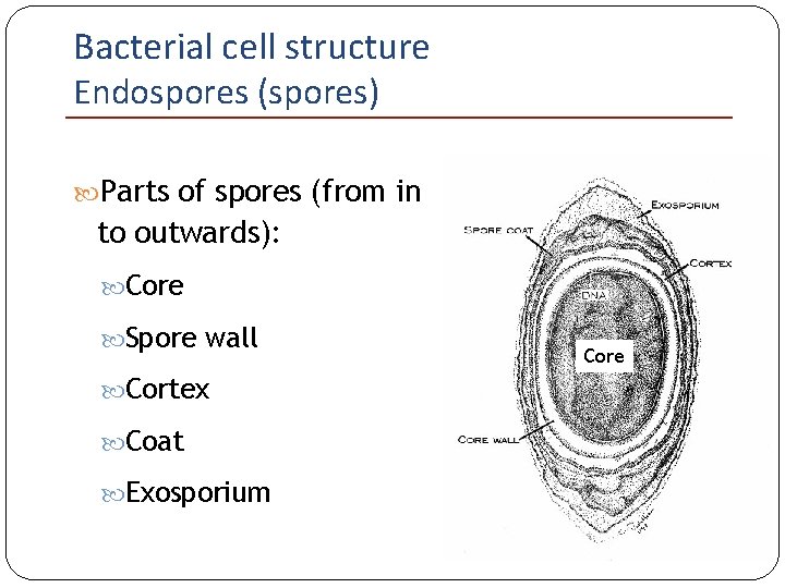 Bacterial cell structure Endospores (spores) Parts of spores (from in to outwards): Core Spore