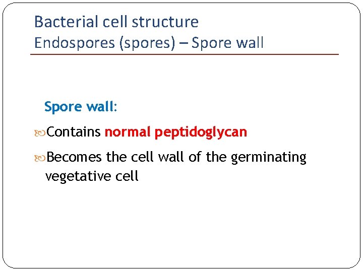 Bacterial cell structure Endospores (spores) – Spore wall: Contains normal peptidoglycan Becomes the cell