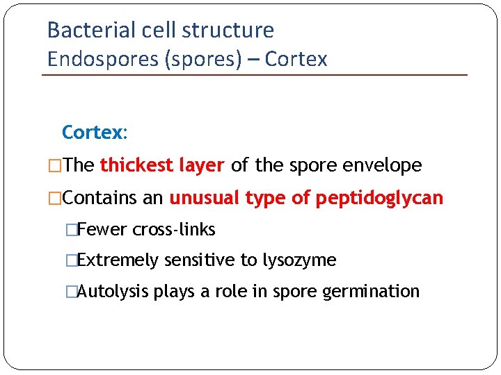 Bacterial cell structure Endospores (spores) – Cortex: �The thickest layer of the spore envelope
